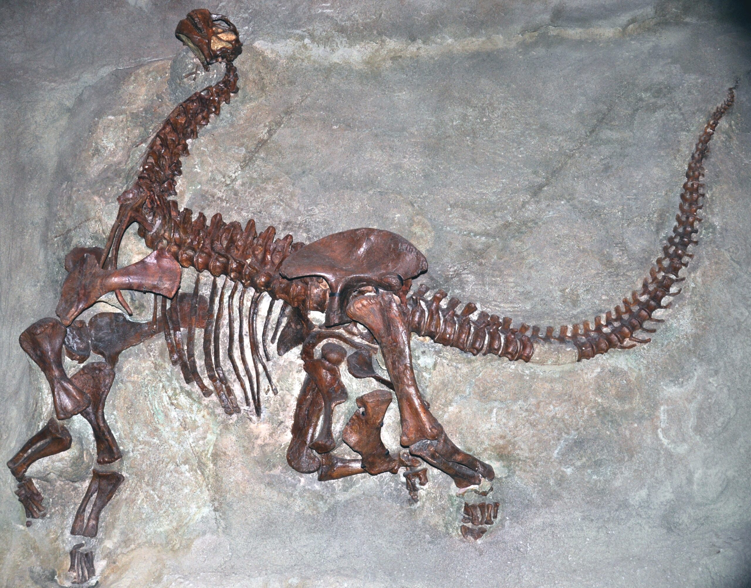 Camarasaurus - The First Sauropod Success Story (Image Credits: Wikimedia)