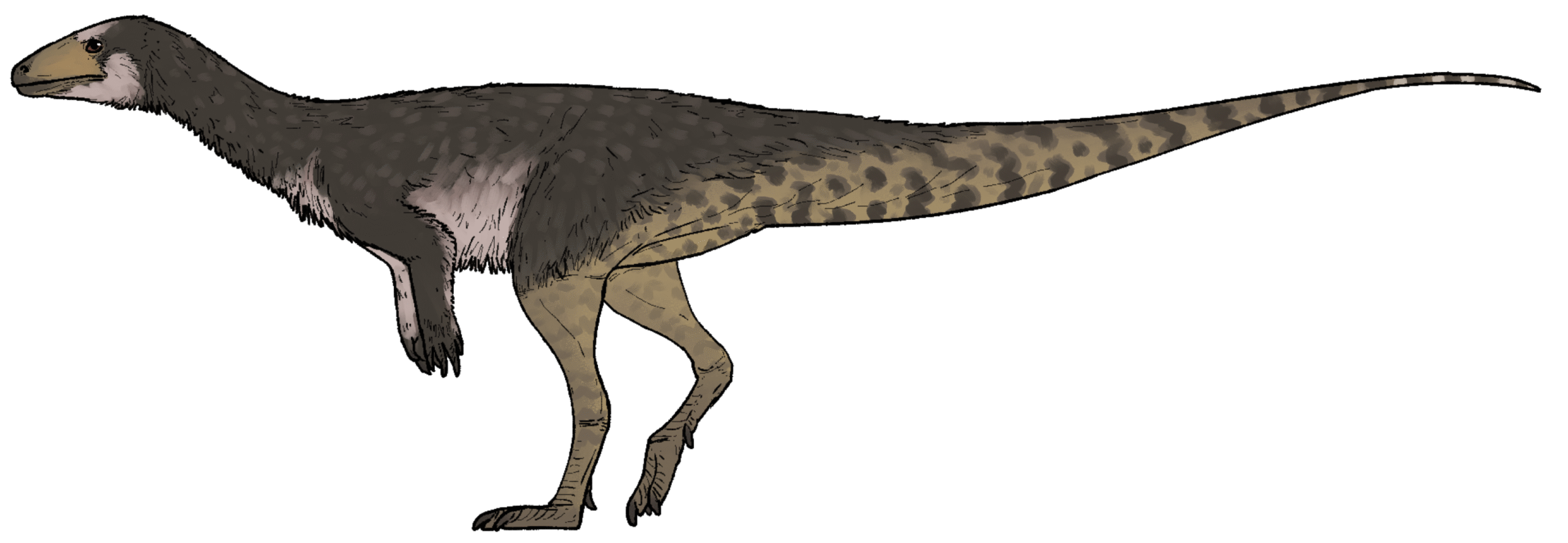 Ahvaytum bahndooiveche - North America's Oldest Dinosaur (Image Credits: Wikimedia)