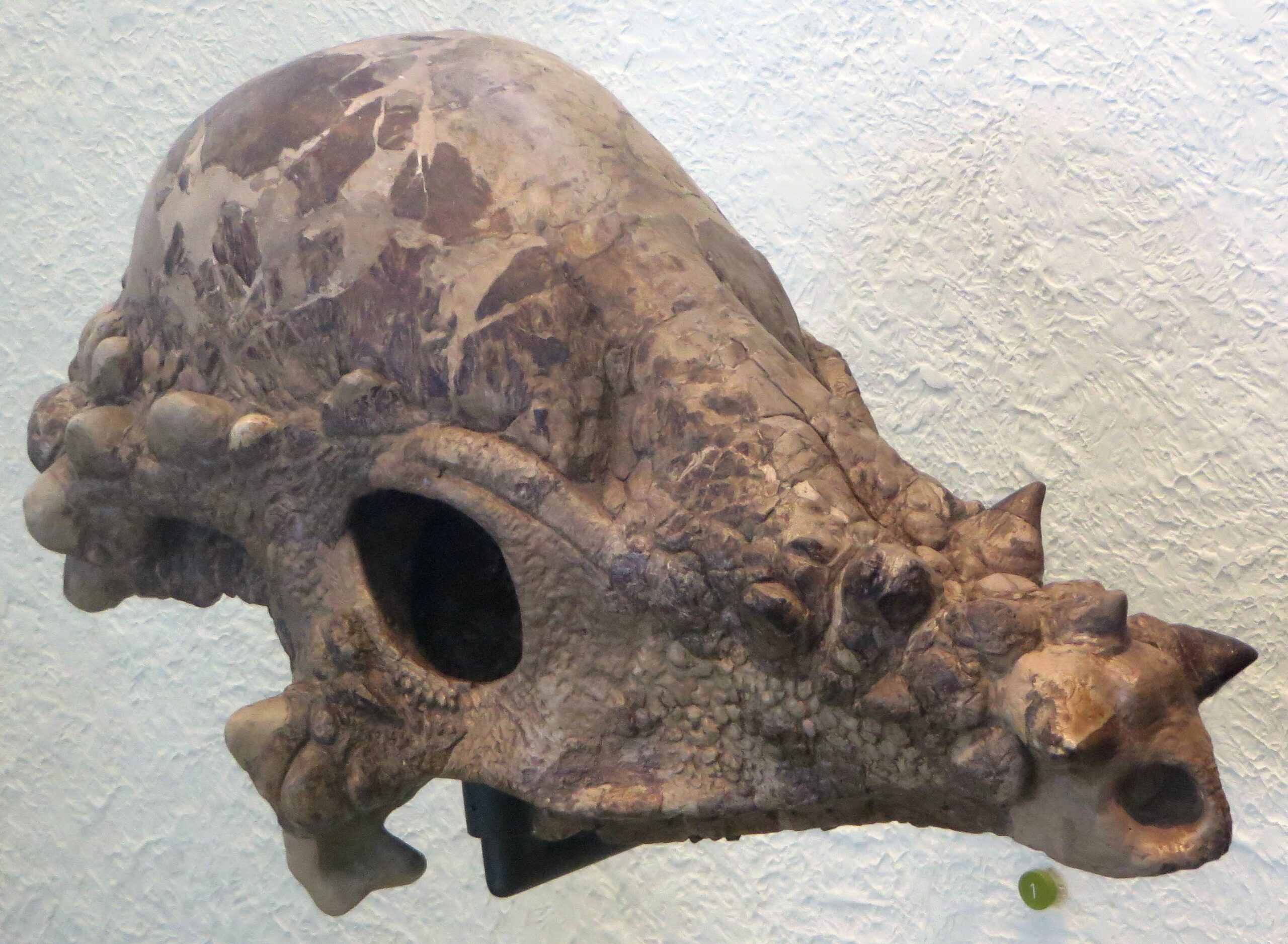 The Dome-Headed Time Traveler: Zavacephale's Complete Mystery (Image Credits: Wikimedia)