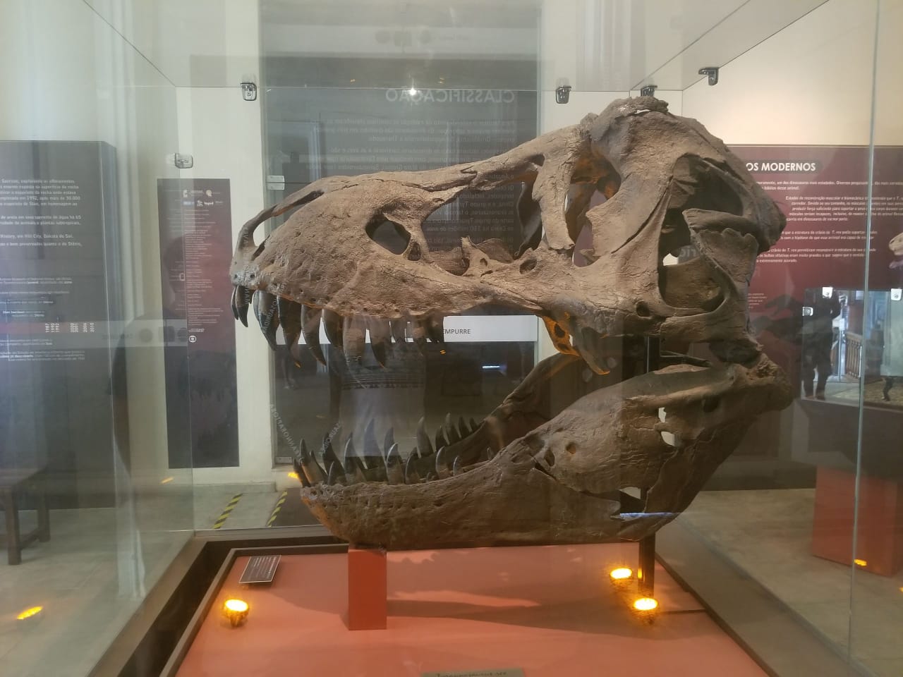 The False Identity: T. mcraeensis Skull Controversy (Image Credits: Wikimedia)