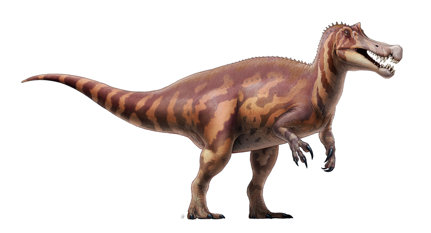 Irritator: The Brazilian Water Hunter (Image Credits: Wikimedia)