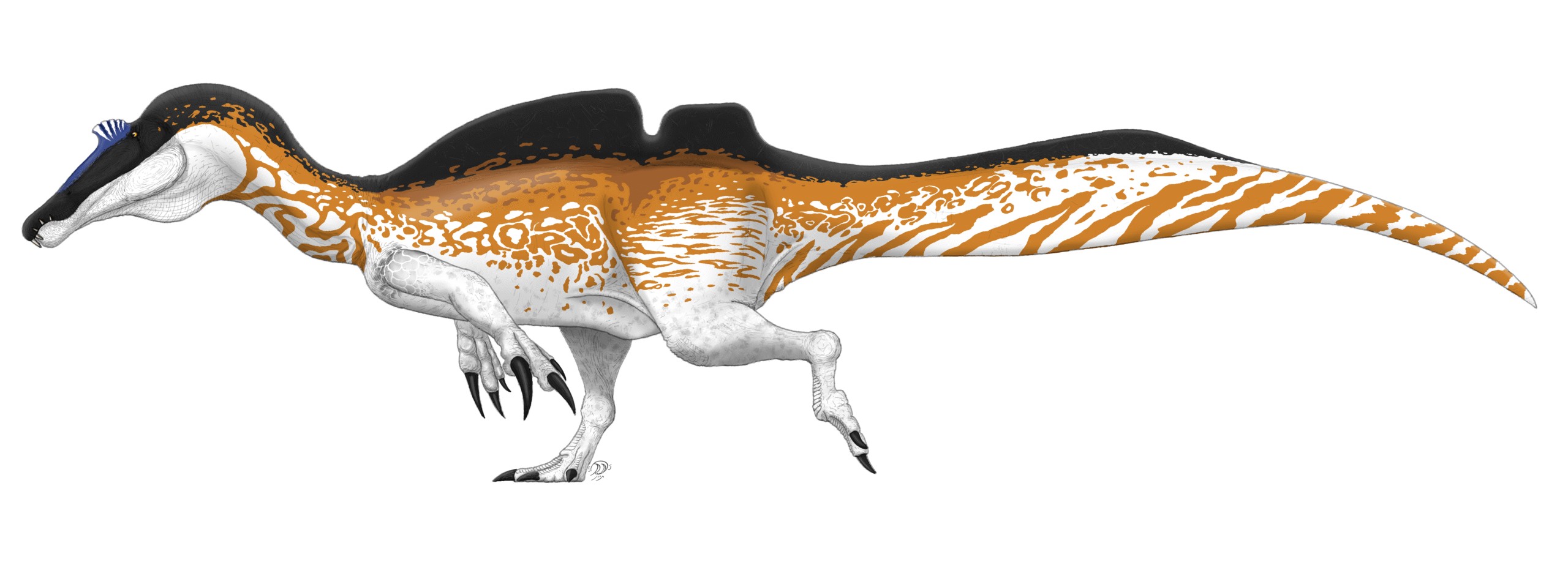 Ichthyovenator: The Fish Hunter of Laos (Image Credits: Wikimedia)