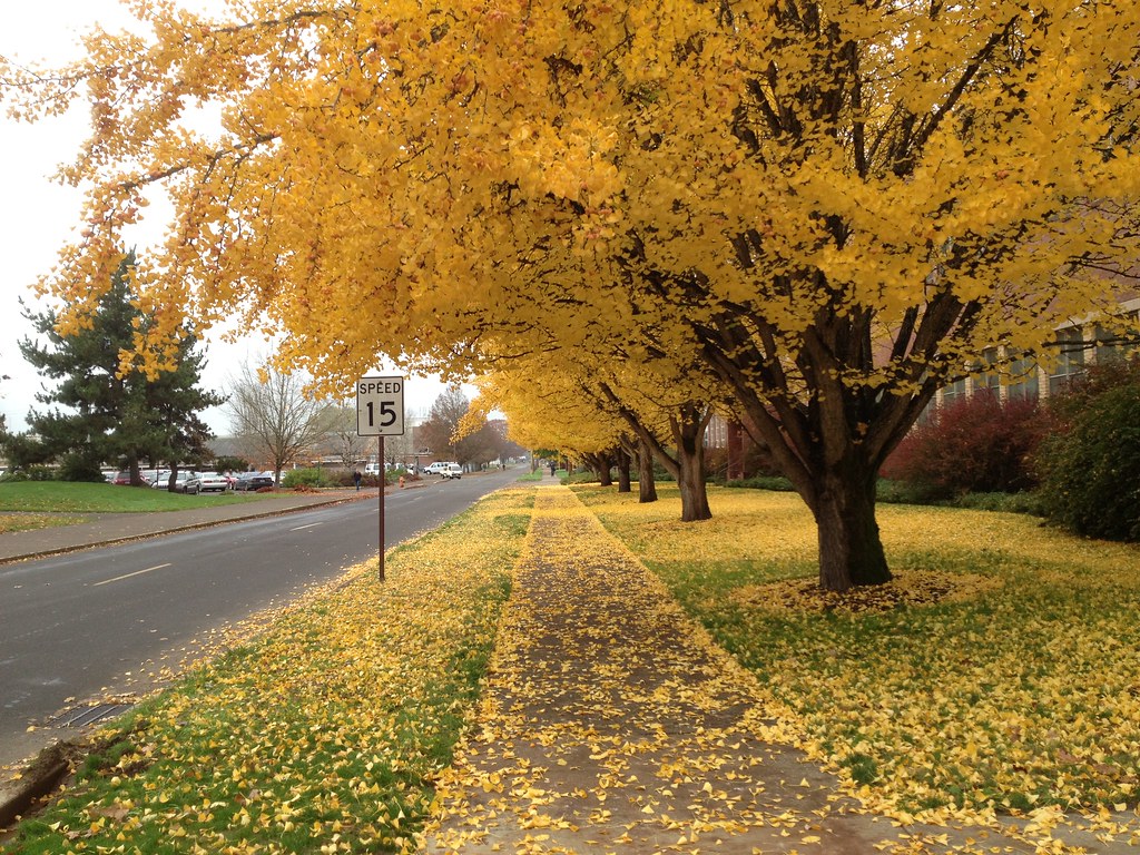 Ginkgo Trees - Living Witnesses to Dinosaur Days (Image Credits: Flickr)