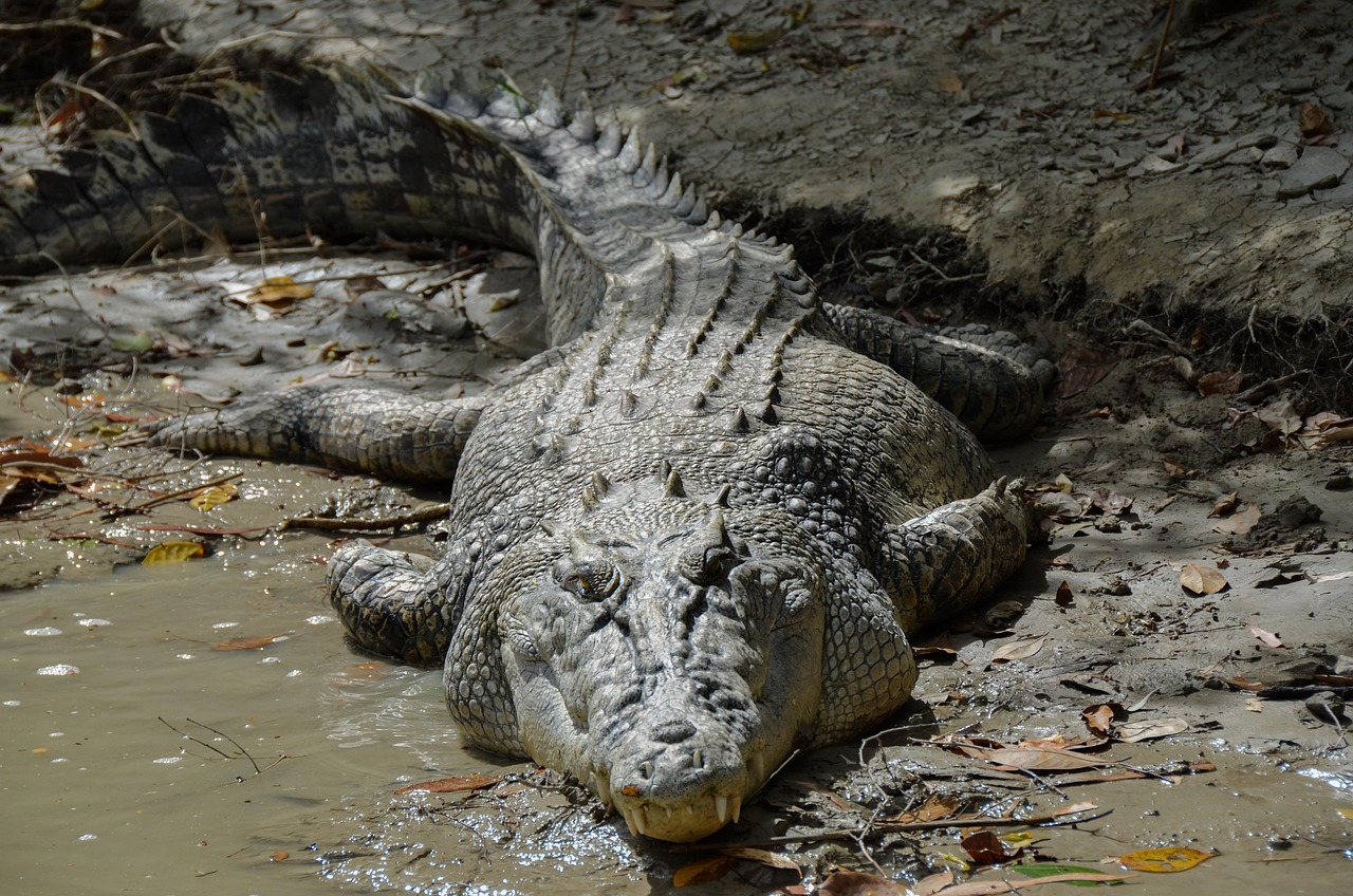 Crocodilians - The Ultimate Survivors (Image Credits: Pixabay)