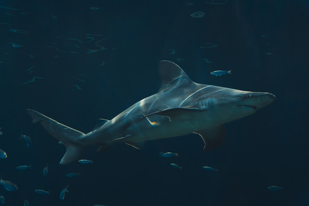 Sharks - Ancient Ocean Hunters (Image Credits: Unsplash)