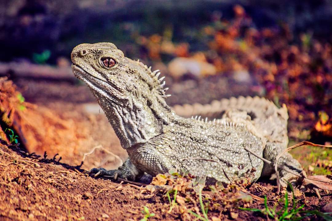 Tuatara - The Living Dragon (Image Credits: Unsplash)