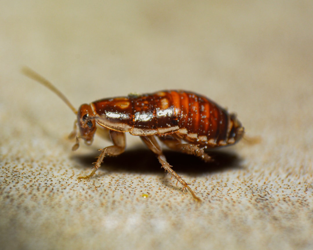 Cockroaches - The Indestructible Insects (Image Credits: Unsplash)