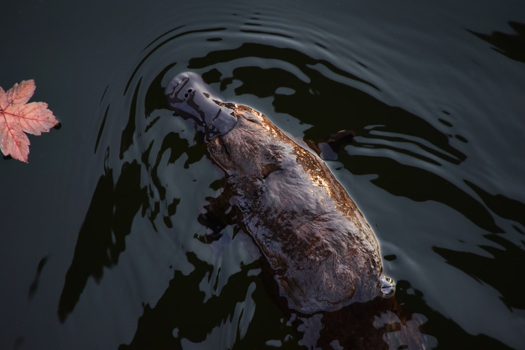 Platypus and Monotremes - The Egg-Laying Mammals (Image Credits: Unsplash)