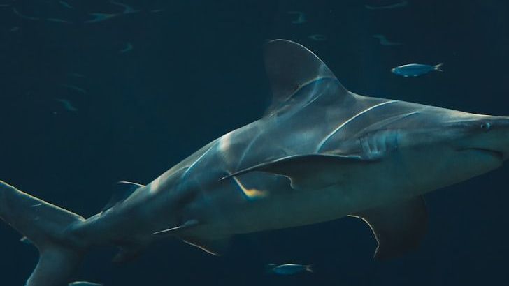 8 Prehistoric Animals That Lived With Dinosaurs