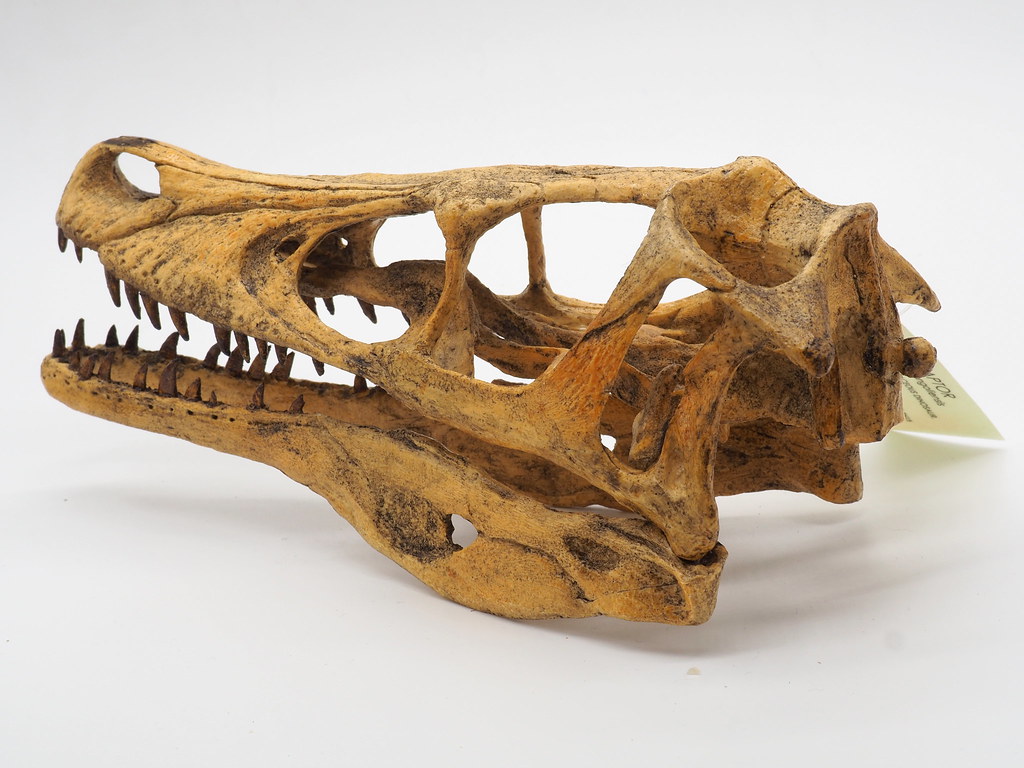 They Were Actually Quite Intelligent for Dinosaurs (Image Credits: Flickr)