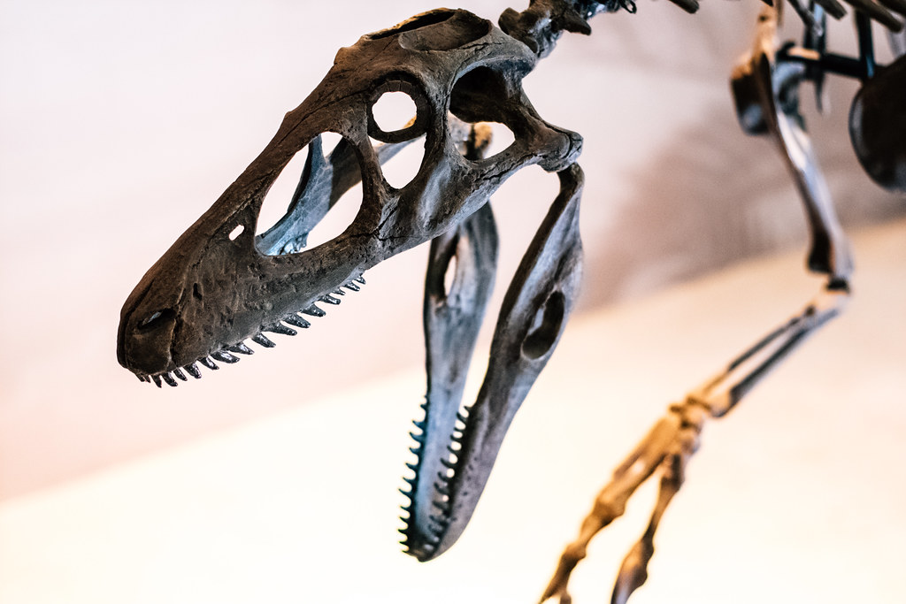 They Had Sixty Sharp, Serrated Teeth (Image Credits: Flickr)
