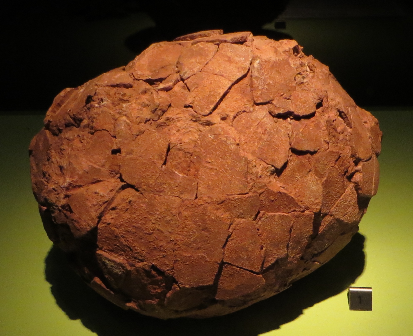 The Protoceratops Soft-Shell Surprise (Image Credits: Wikimedia)