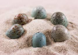 The First Colored Dinosaur Eggs (Image Credits: Colored Eggs: NPR)