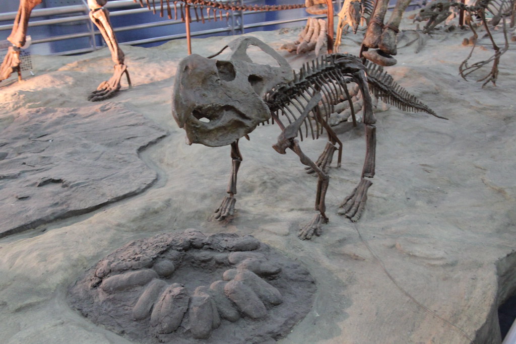 The Juvenile Protoceratops Cluster (Image Credits: Flickr)