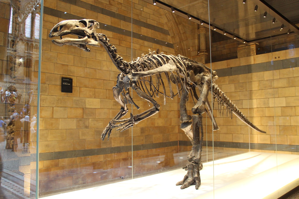 Iguanodon's Misplaced Horn (Image Credits: Flickr)
