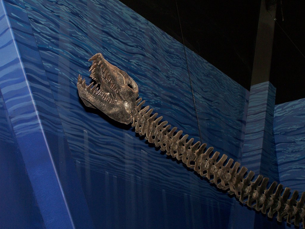 Elasmosaurus's Backwards Head (Image Credits: Flickr)