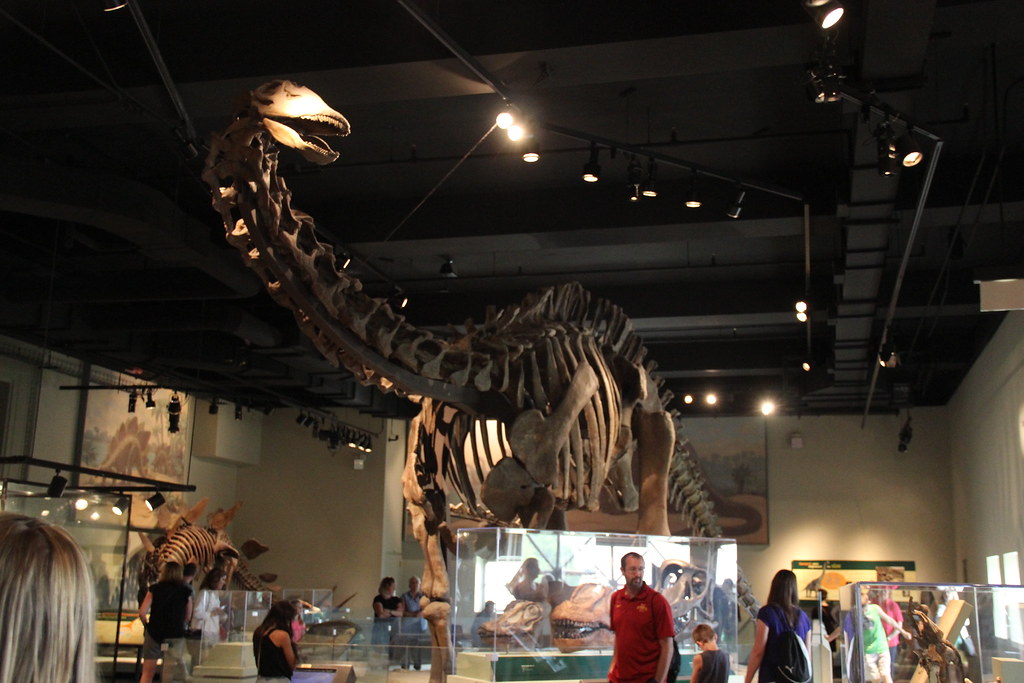 The -Headed Apatosaurus (Image Credits: Flickr)