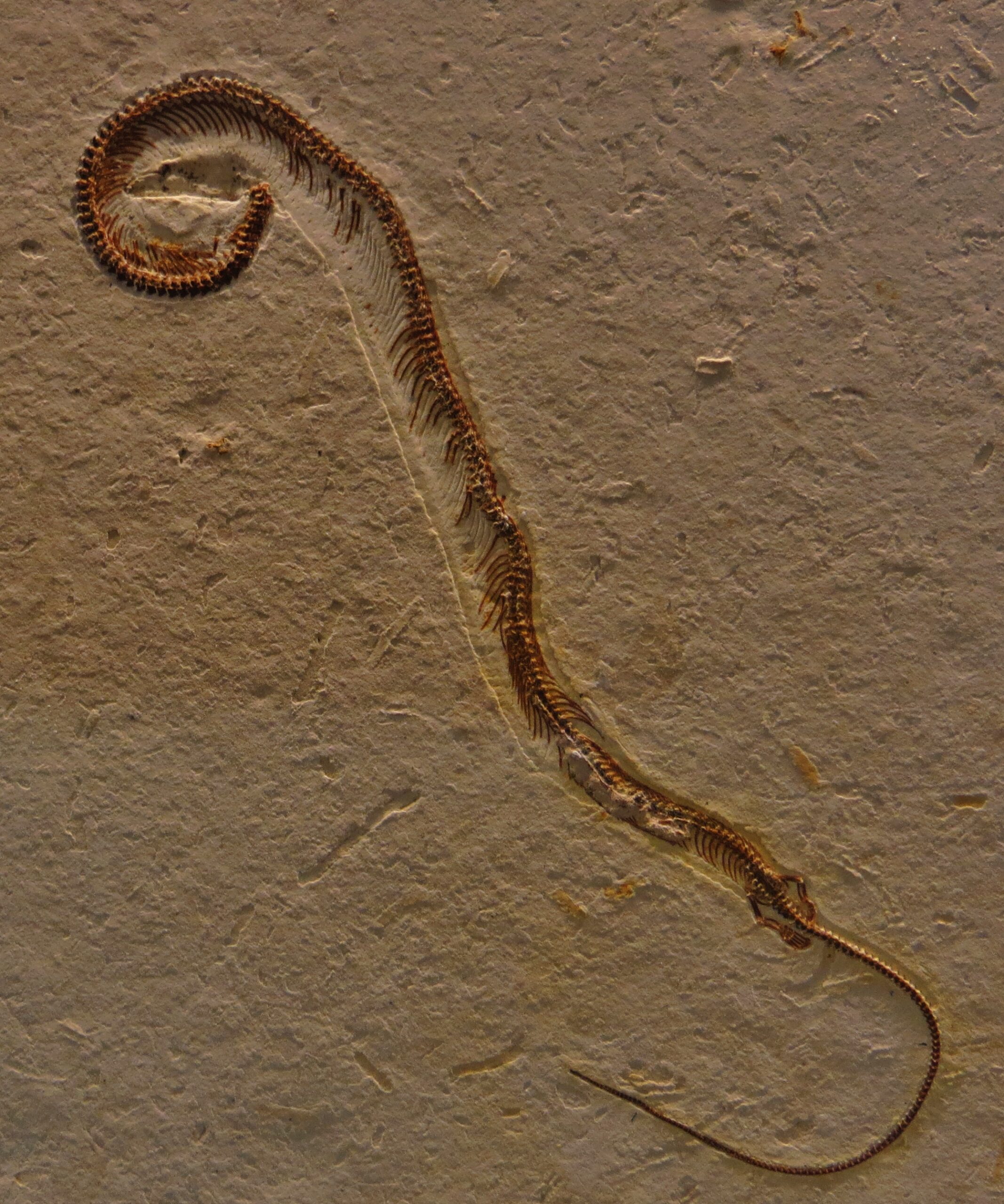 Tetrapodophis: The Non-Snake (Image Credits: Wikimedia)
