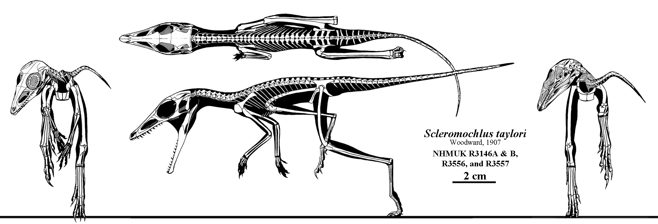 Scleromochlus: The Misidentified Flying Reptile (Image Credits: Wikimedia)