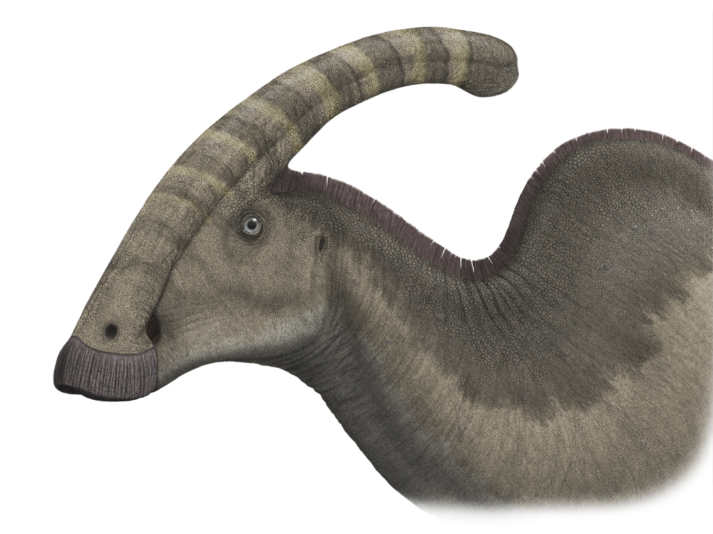 Parasaurolophus - The Musical Crested Duck-Bill (Image Credits: Wikimedia)