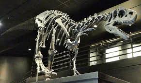 Big Al the Allosaurus at Montana's Museum of the Rockies (Image Credits: Big Al the Allosaurus: Wikimedia)