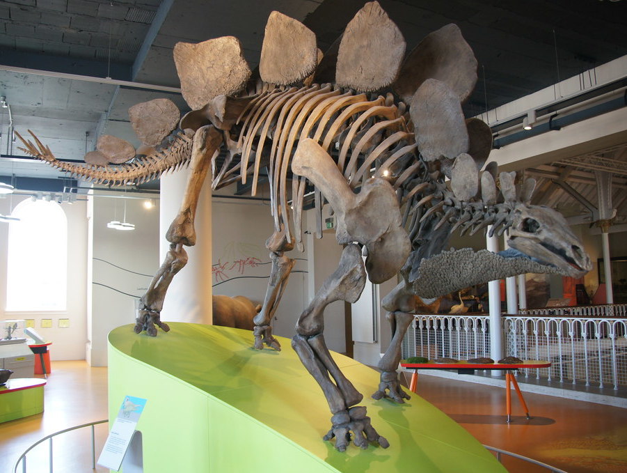 Stegosaurus at the American Museum of Natural History (Image Credits: Wikimedia)