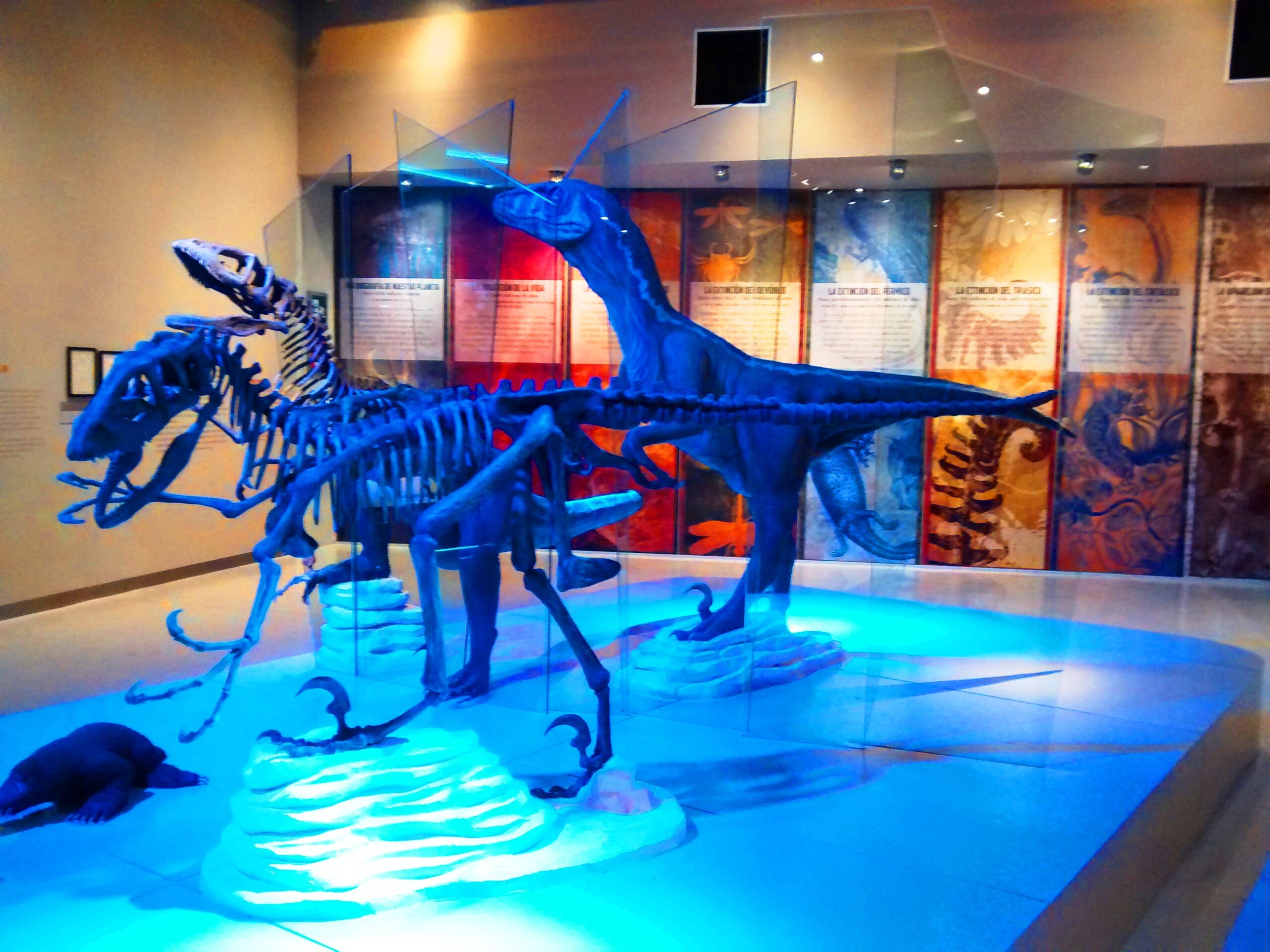 Deinonychus at the American Museum of Natural History (Image Credits: Wikimedia)