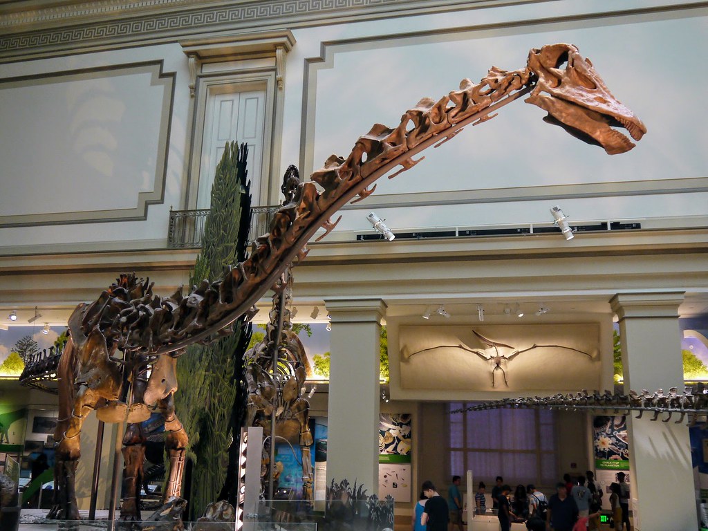 Diplodocus at the Smithsonian's Deep Time Exhibit (Image Credits: Flickr)