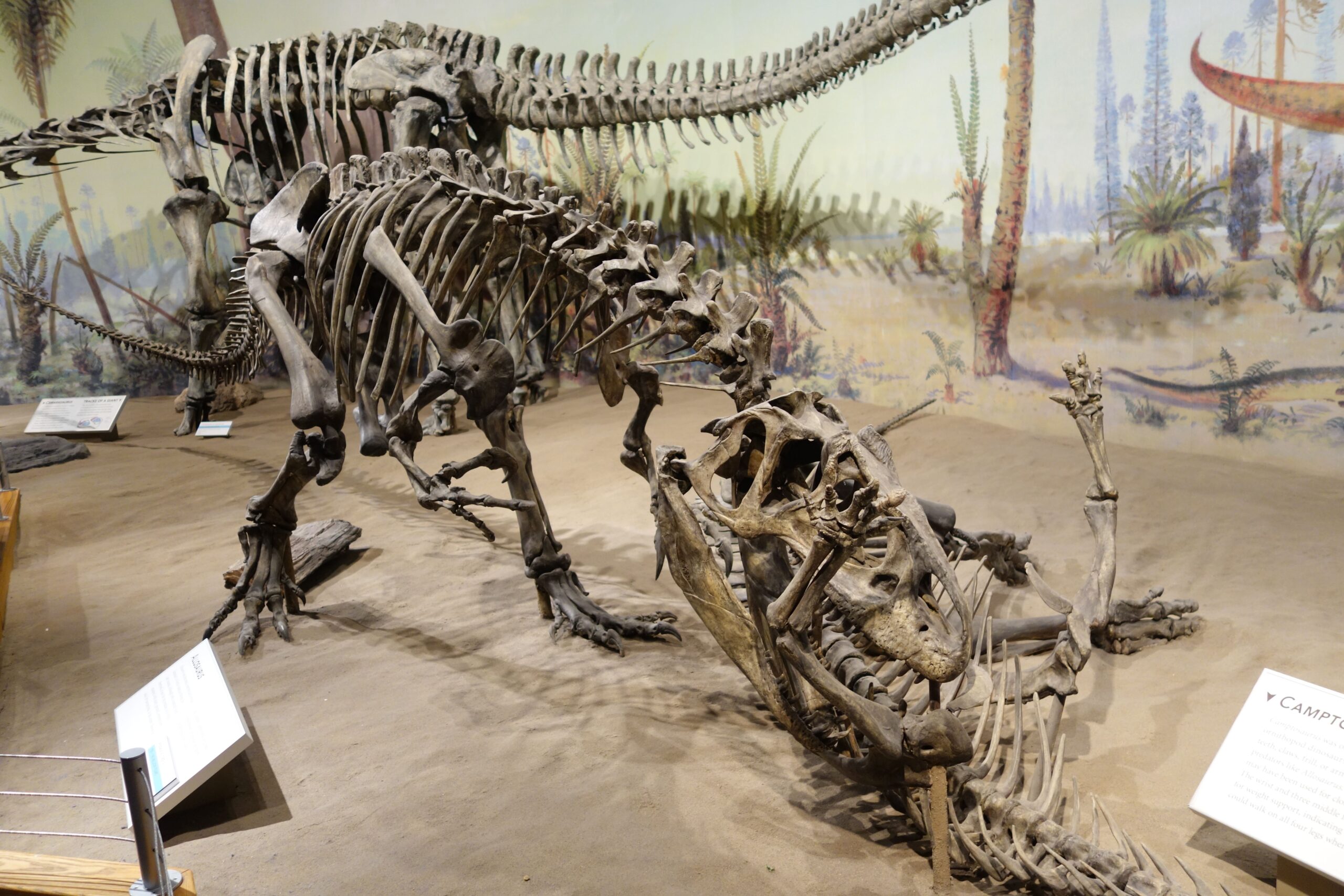 Allosaurus at the American Museum of Natural History (Image Credits: Wikimedia)