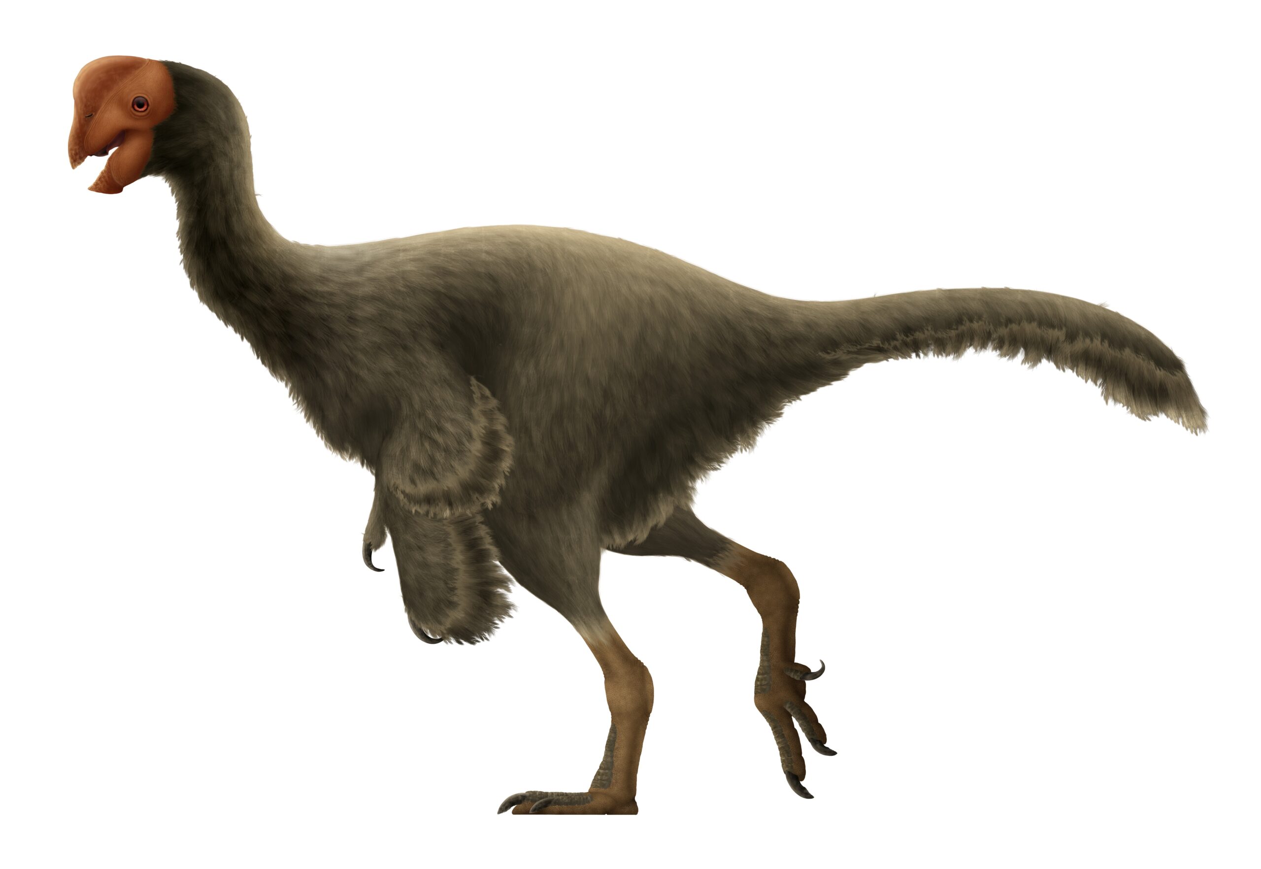 Oviraptor - The Misunderstood Parent (Image Credits: Wikimedia)