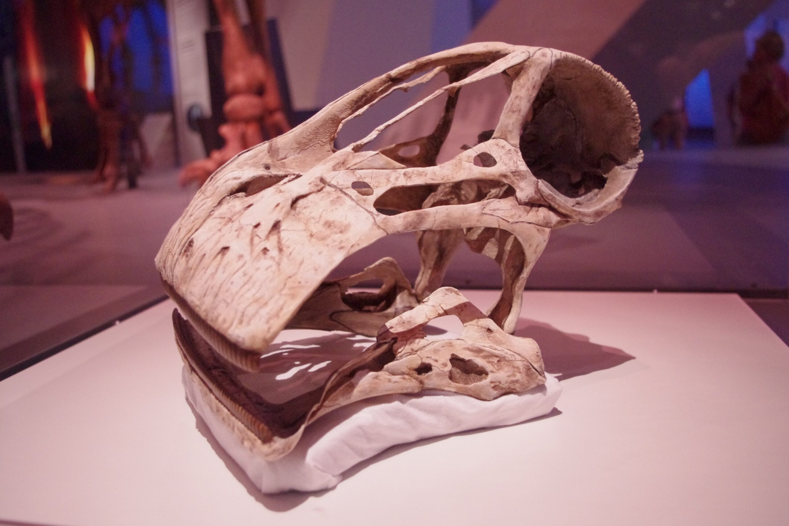 The Vacuum Cleaner Dinosaur (Image Credits: Wikimedia)