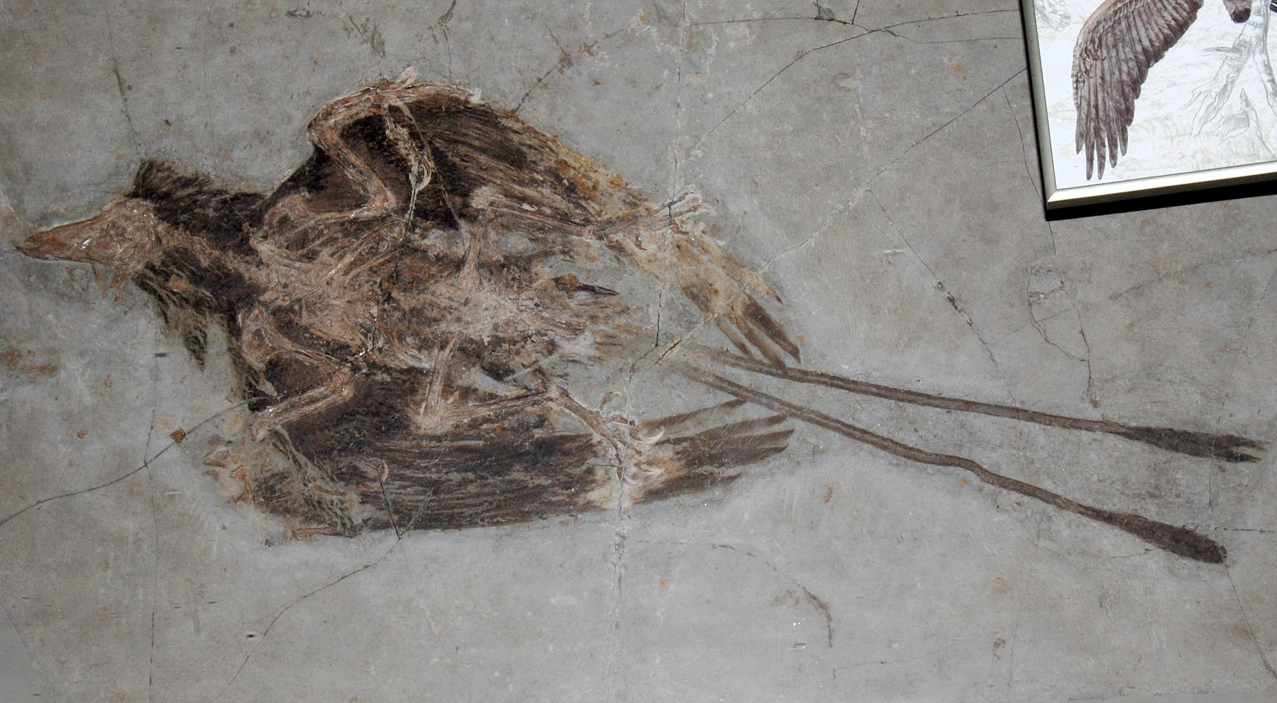 Confuciusornis - Honoring Ancient Wisdom (Image Credits: Wikimedia)