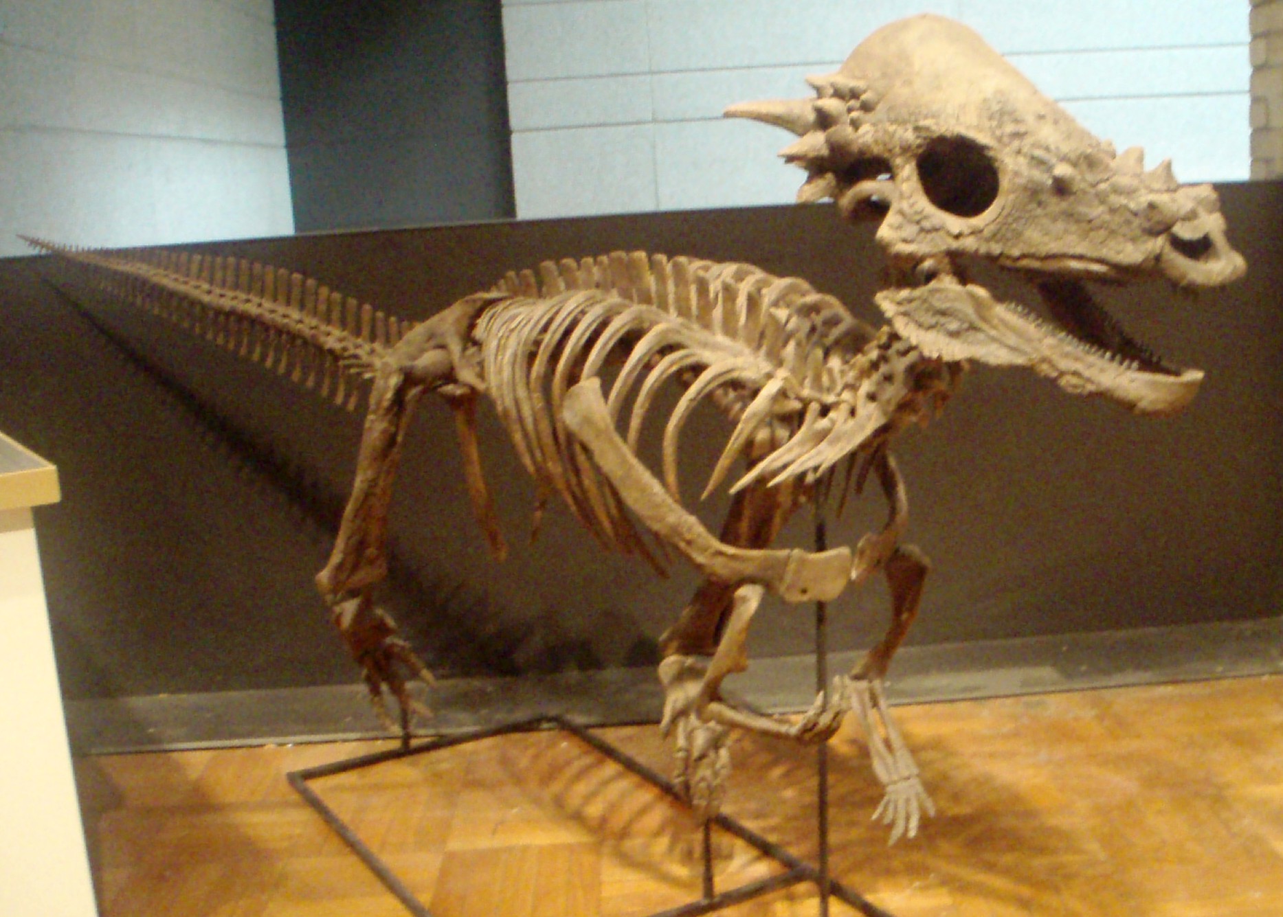 Dracorex - The Harry Potter Dragon King (Image Credits: Wikimedia)