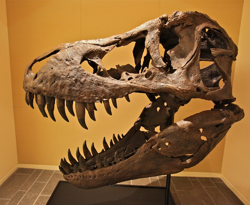 Three Boys and Their Teenage T-Rex Discovery (Image Credits: Flickr)