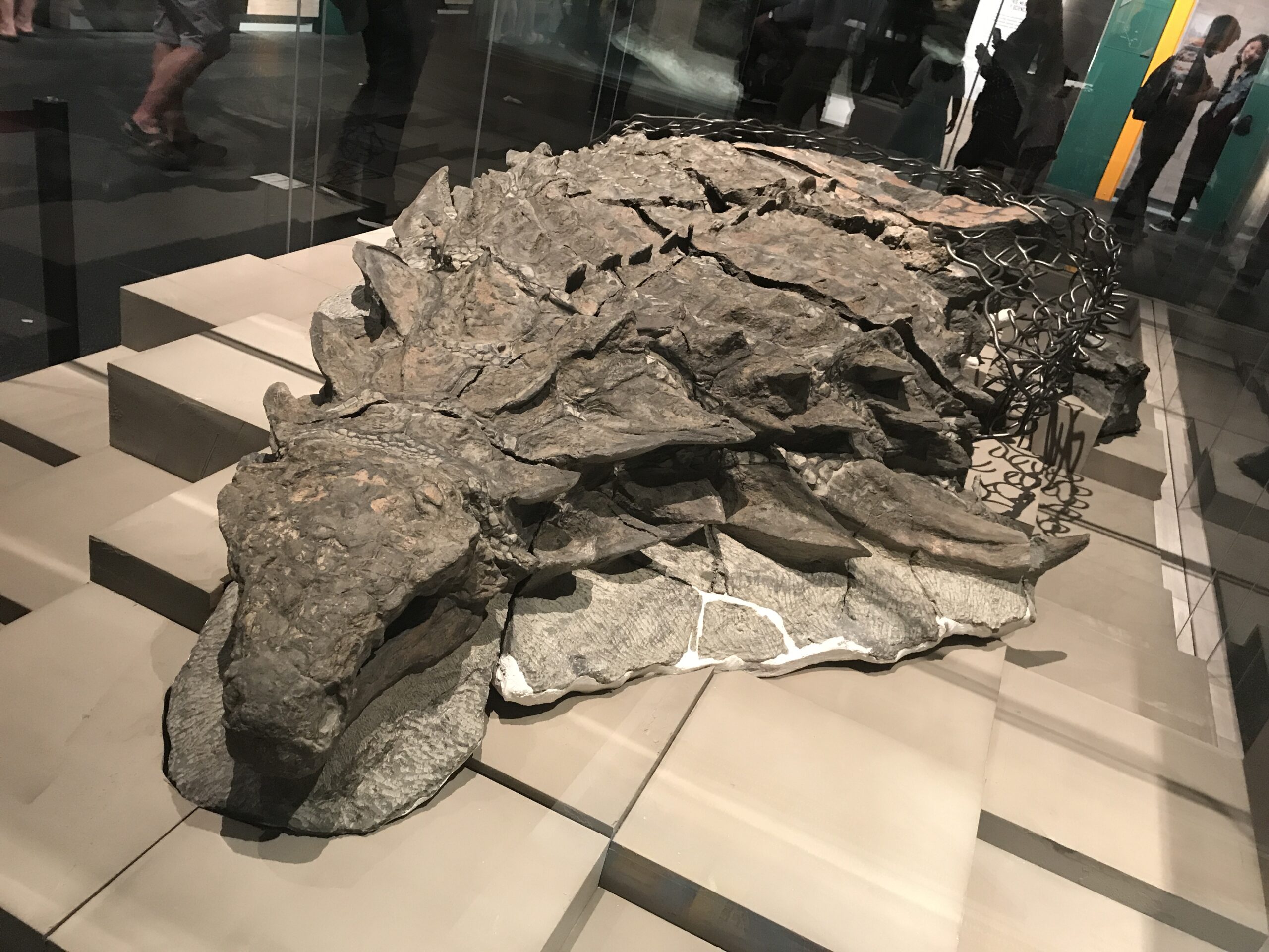 The Canadian Nodosaur: Mining for Oil, Finding History (Image Credits: Wikimedia)