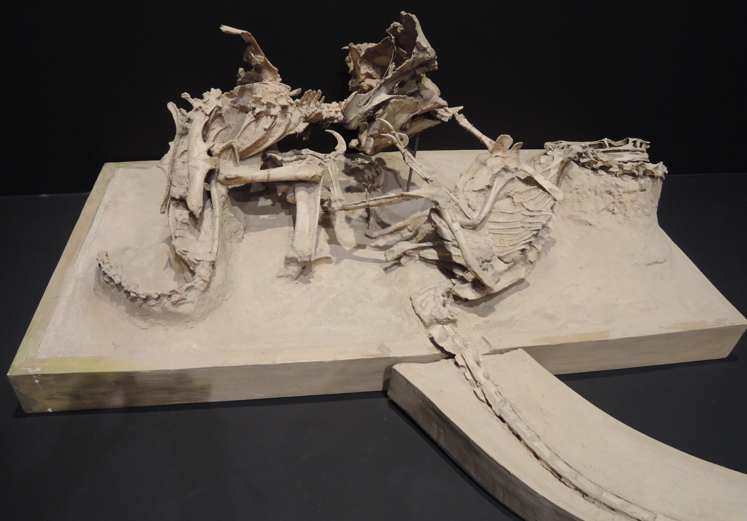 The Fighting Dinosaurs: Caught in Eternal Combat (Image Credits: Wikimedia)