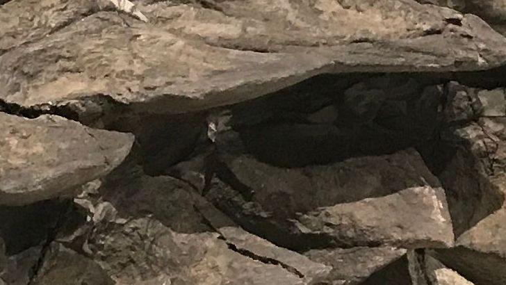 8 Dinosaurs Found by Accident