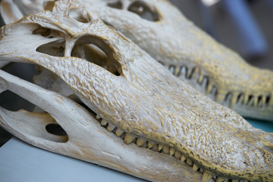The Anatomical Evidence (Image Credits: Unsplash)