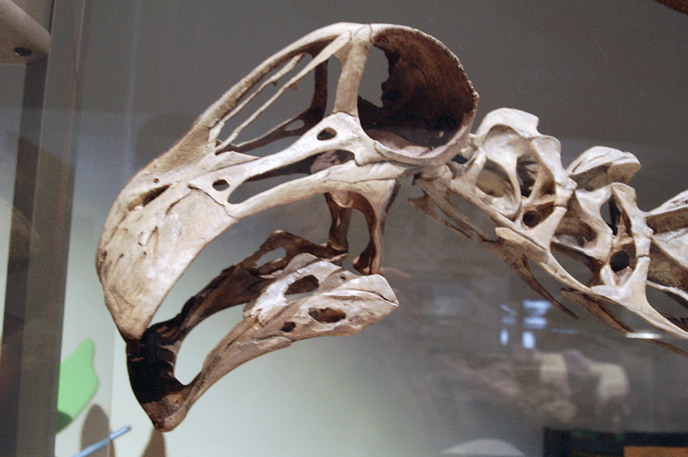 A Mouth Like No Other Creature on Earth (Image Credits: Wikimedia)