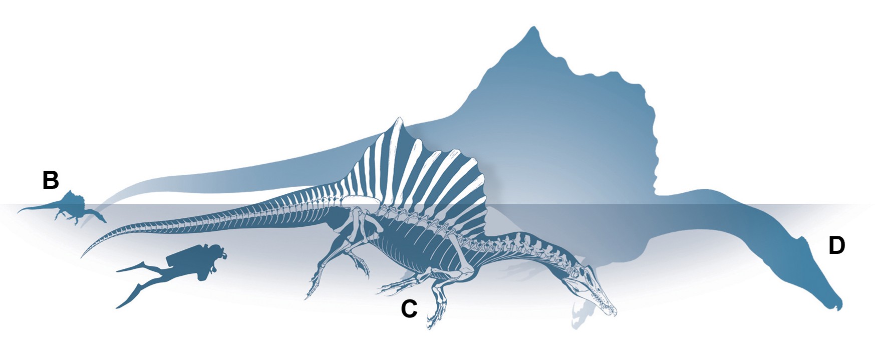 The Giant That Time Almost Forgot (Image Credits: Wikimedia)