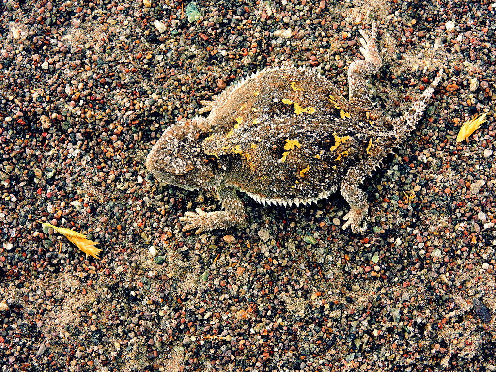 Nature's Master of Disguise (Image Credits: Flickr)