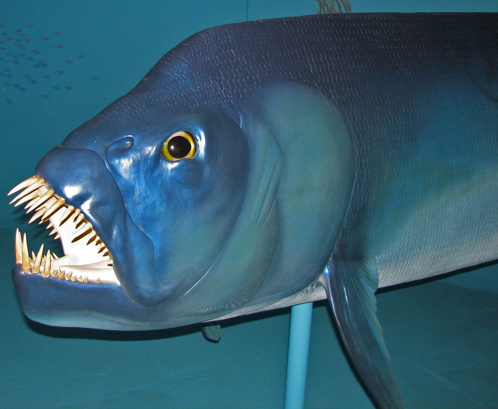 Meet the Ocean's Ultimate Apex Predator (Image Credits: Flickr)