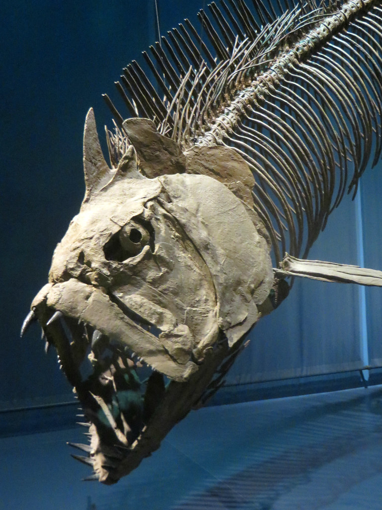 Hunting Strategies That Would Make Sharks Jealous (Image Credits: Flickr)