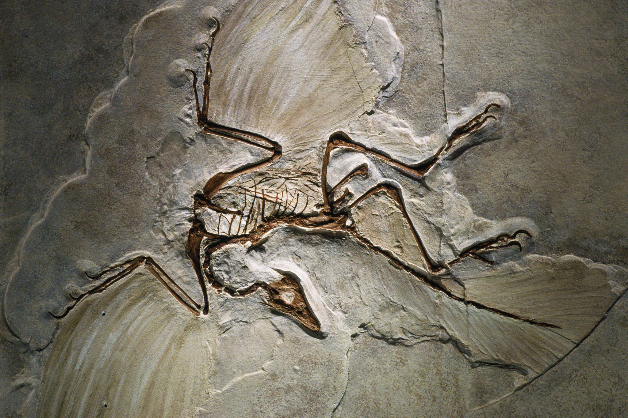 Archaeopteryx - The Missing Link That Started It All (Image Credits: Wikimedia)