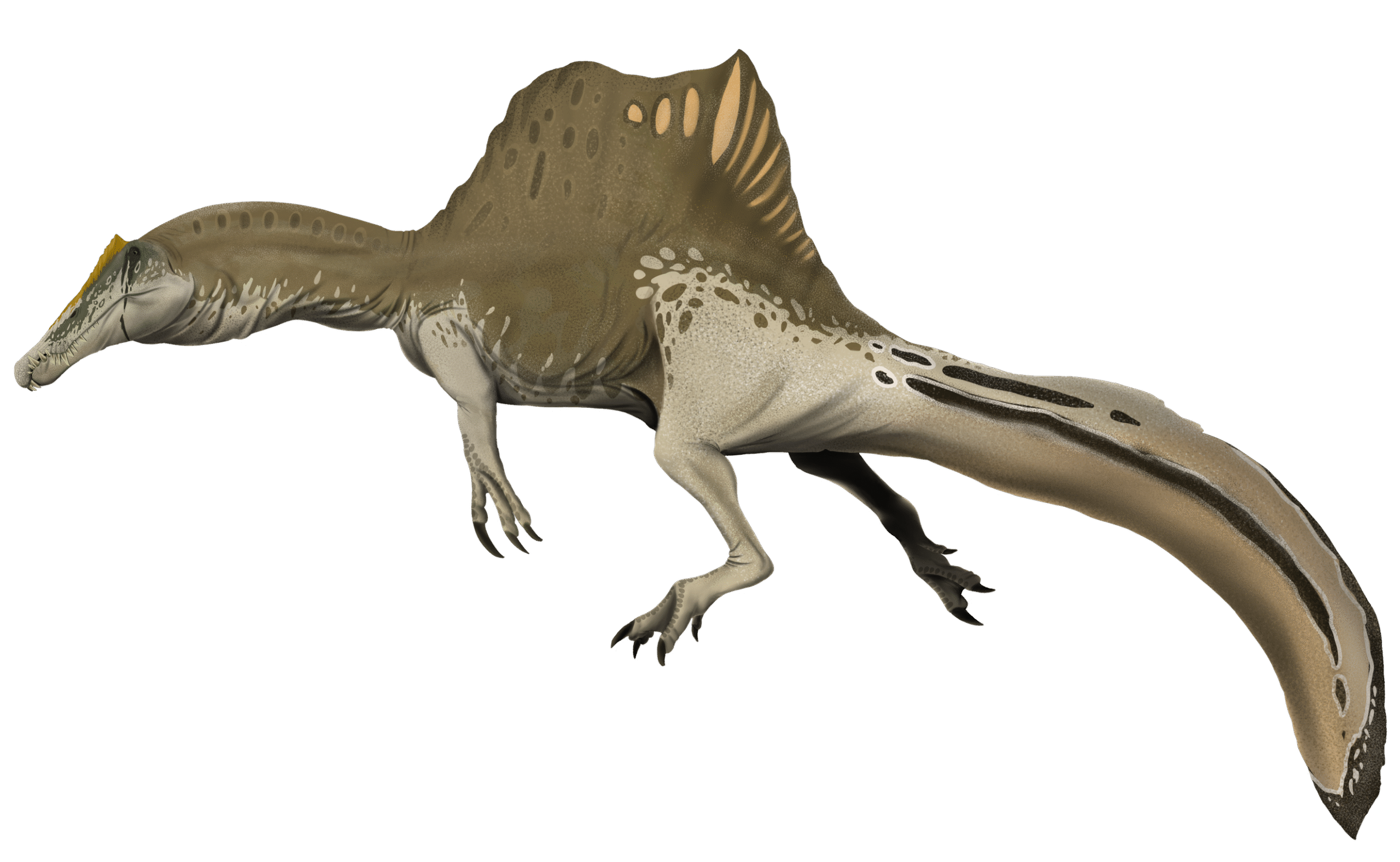 Spinosaurus - The Semi-Aquatic Giant That Broke the Mold (Image Credits: Wikimedia)