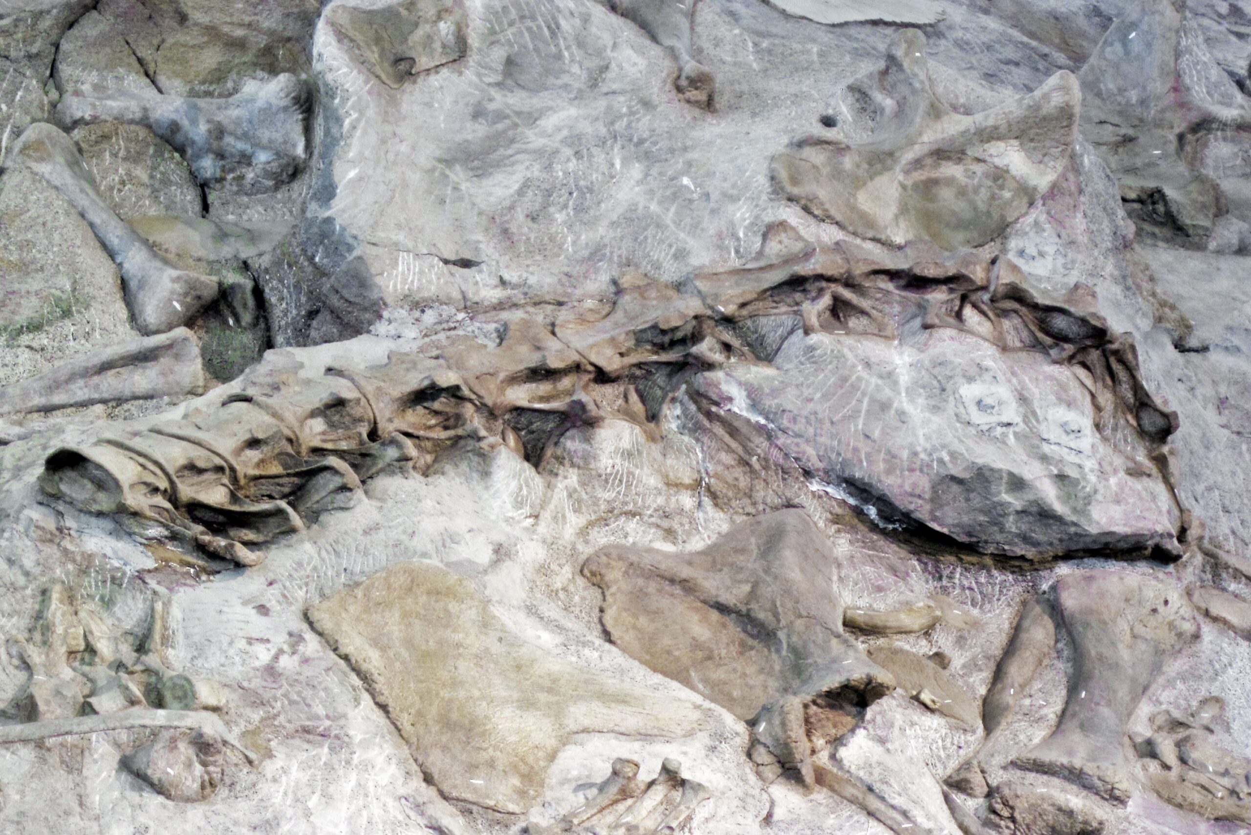 Mysterious Purpose of Extreme Length (Image Credits: Wikimedia)