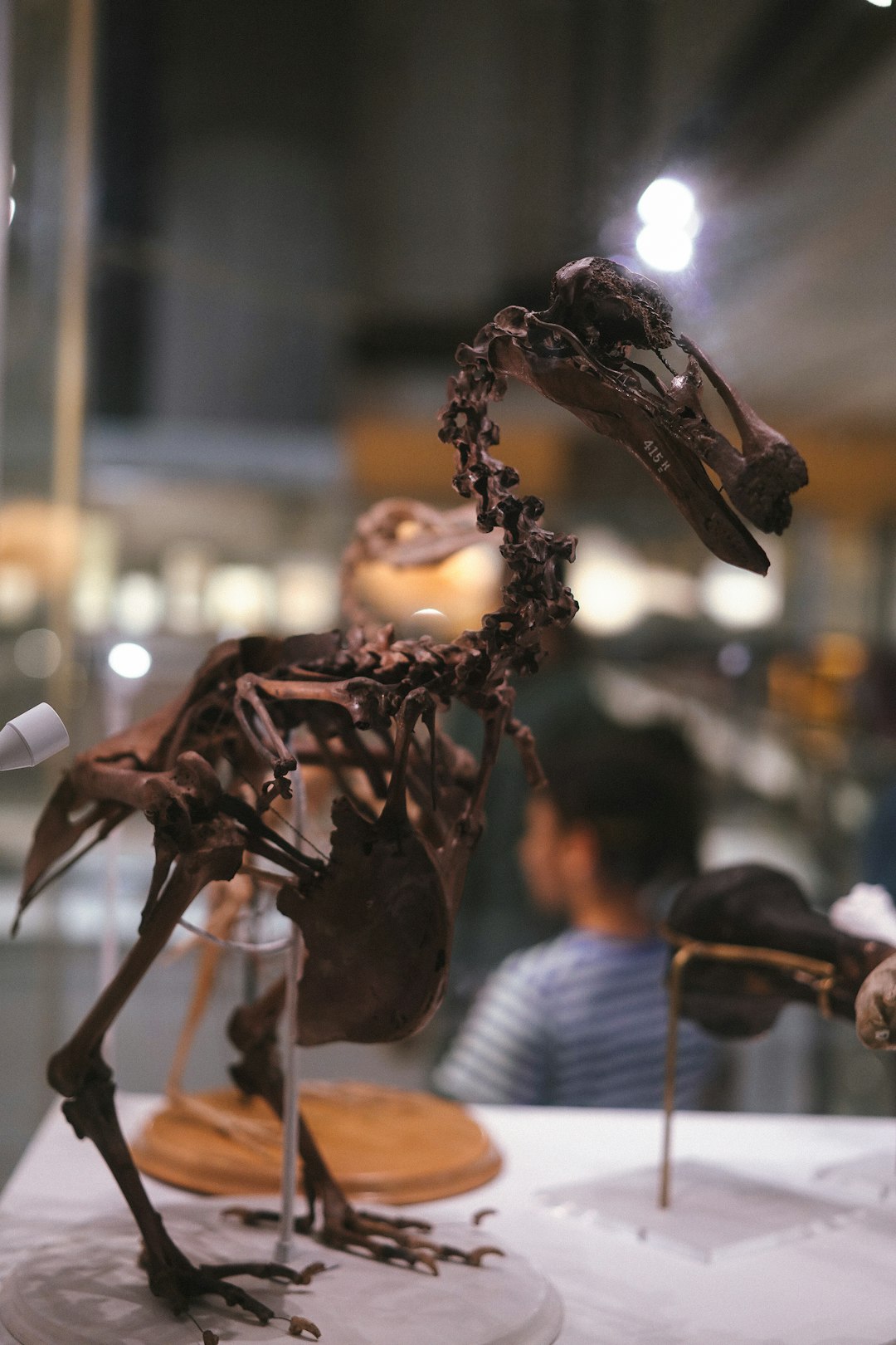 The Unique Features of Tiny Dinosaurs (Image Credits: Unsplash)