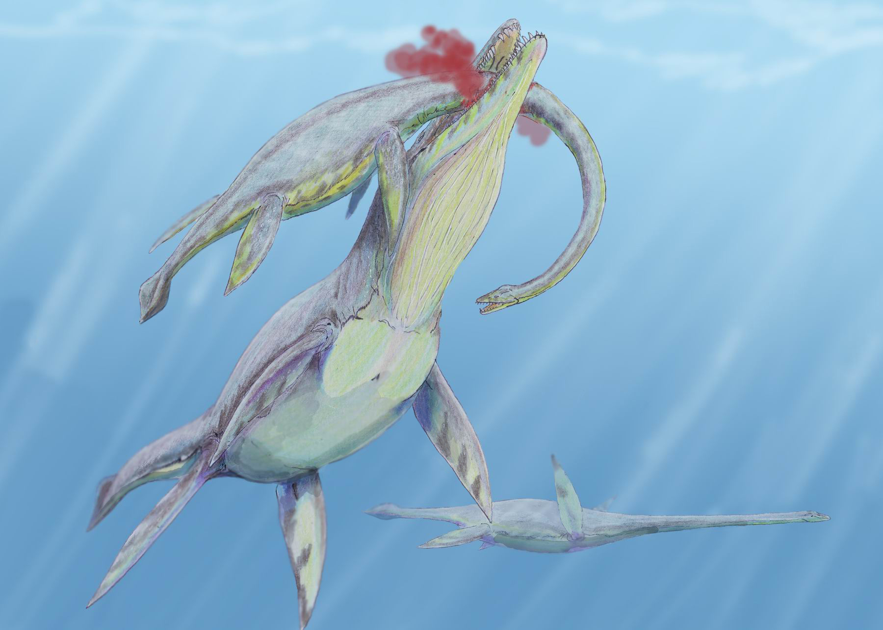 Kronosaurus: The Ocean Tyrant (Image Credits: Wikimedia)
