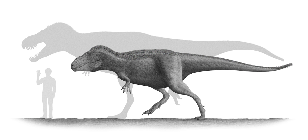 Mongolia's Small but Mighty T. Rex Relative (Image Credits: Wikimedia)