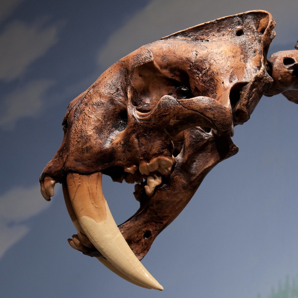 Pack Hunters With Intelligence (Image Credits: Flickr)